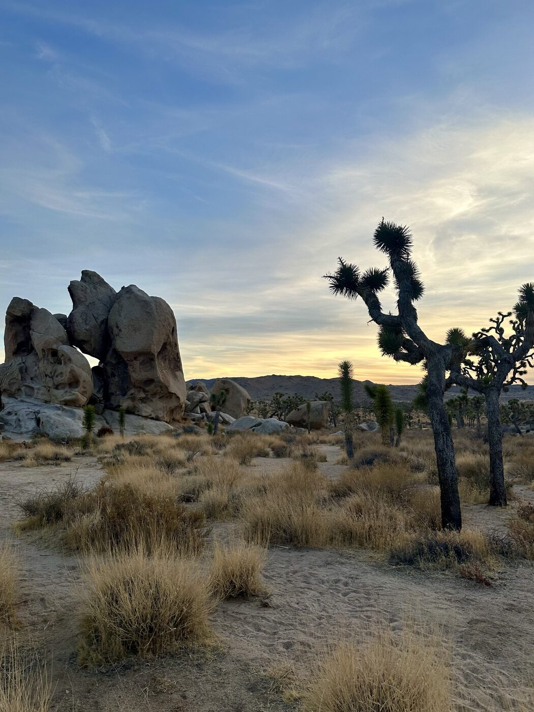 Joshua Tree, California